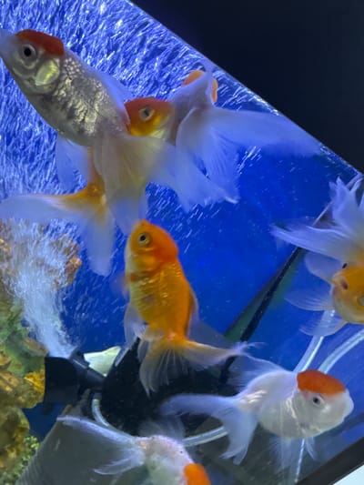 This media file features a close-up, underwater view of several goldfish in an aquarium. The scene is dominated by the vibrant blue of the aquarium's background and the varied colors of the fish, which include shades of orange, white, and silver.
The goldfish are the primary subjects, with at least five visible. One prominent fish is a bright orange, swimming towards the right side of the frame. Another fish, mostly white with a distinctive orange marking on its head, is positioned in the upper right quadrant, facing left. To the left of the orange fish, a large, mostly white fish with flowing fins is visible. In the lower left, a silver and orange fish with a textured scale pattern is swimming upwards. A smaller, predominantly orange fish is partially obscured behind another white fish.
The setting is clearly an aquarium, indicated by the clear water, the blue background, and what appear to be some aquarium decorations or equipment in the lower right, including what looks like a black filter or pump assembly and some rocks. Bubbles are visible throughout the water, suggesting aeration. The lighting appears to be artificial, typical of an indoor aquarium setup.
No people are visible, and no specific time of day or weather conditions can be inferred. The location context provided is Shofirkon, Uzbekistan, but this cannot be visually confirmed from the image itself. There is no visible text in the media file. The activity is simply the fish swimming within their aquatic environment.