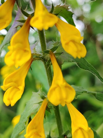 The image is a close-up, vertically oriented photograph of a flowering plant with multiple yellow, tubular flowers and green leaves. The flowers are clustered along a fuzzy green stem. Some of the flowers are in sharp focus, revealing their delicate structure, while others are out of focus, creating a soft bokeh effect in the background, which appears to be foliage. The scene is natural and outdoors, with no people or man-made objects visible. The location in Astrashitskagaradokski rural council, Belarus, is noted but not visually depicted in the image itself.