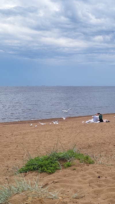The image depicts a beach scene in Ushkovo, Russia. The foreground shows sand with sparse patches of green vegetation and dried grass. A body of water, likely the Gulf of Finland, stretches across the middle ground, with a few ships visible on the horizon under a cloudy sky. In the middle of the beach, two individuals are seated on a blanket, facing the water. Several seagulls are scattered on the sand near the water's edge, with some in flight. The overall atmosphere is calm and overcast.