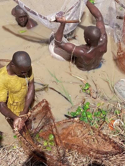 Three adult males are engaged in fishing in muddy, shallow water in Kokani North, Nigeria. In the foreground, one man wearing a yellow t-shirt is bending over, sifting through a rectangular, brown-mesh fishing net, with a strand of liquid visible near his mouth/nose. In the mid-ground, another man, shirtless and seen from behind, is submerged chest-deep, actively pulling a large, white-mesh net with both hands, holding a wooden handle. In the background, a third shirtless man is partially submerged with his head and shoulders visible, looking towards the left. The water is brown and turbid, containing scattered green aquatic vegetation and dry debris like grass and reeds. The scene is illuminated by natural daylight.