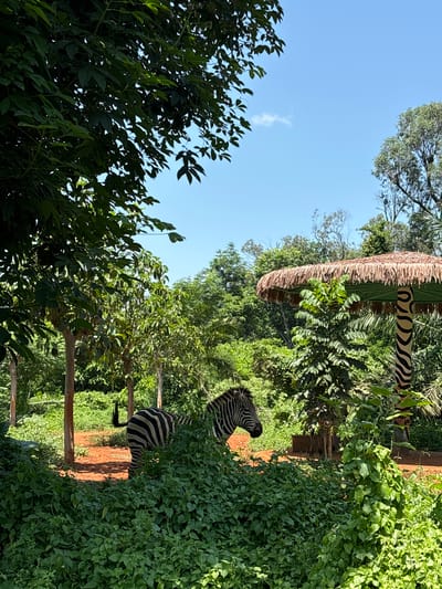 The image depicts a zebra in a naturalistic enclosure, likely within a zoo or wildlife park, set against a backdrop of lush green foliage and a clear blue sky. The zebra is partially obscured by dense green bushes and vines, with its head and upper body visible. Its distinctive black and white stripes are clearly discernible. In the background, several trees and a thatched umbrella-like structure with zebra-patterned support poles are visible, suggesting an attempt to mimic a natural habitat or provide shade. The ground appears to be covered in reddish-brown soil. The overall impression is one of a sunny, outdoor environment. The location is identified as Xiuying District, China. There are no people or discernible human activity in the scene.