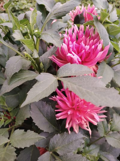 Two vibrant pink dahlia flowers are the central focus of this close-up, vertically oriented outdoor shot. The flowers, characterized by their spiky, layered petals, are surrounded by lush, dark green foliage. The leaves are broad with serrated edges and are partially obscuring the flowers. The lighting suggests it is daytime, and the overall impression is one of natural beauty in a garden setting. There is no visible indication of the city of Jambay, Uzbekistan, within the image itself.