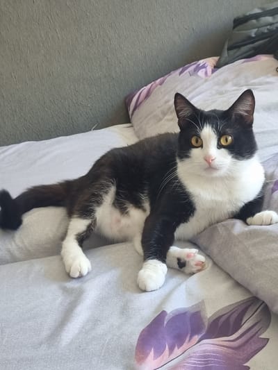 A black and white cat with yellow eyes is lying on a bed with a patterned duvet. The cat is facing the camera. The bed is covered with a grey sheet and a duvet with a purple floral pattern. In the background, a grey wall and a bag are visible. The setting appears to be indoors, likely a bedroom. There is no indication of the city of Rezh, Russia.