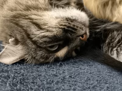 The media file is a close-up, upside-down shot of a domestic cat resting on a blue, textured surface that appears to be a blanket or carpet. The cat has grey and black tabby markings on its fur. Its face is the primary focus, with its eye partially open, revealing a green iris and dark pupil. The cat's nose is a light pink color, and its whiskers are prominent. The background includes soft, out-of-focus fur, suggesting another cat or a furry object is nearby. The lighting appears to be soft, possibly from an indoor light source, and there are no distinct shadows that would indicate a specific time of day or outdoor weather conditions. The scene evokes a sense of comfort and relaxation, as the cat seems to be sleeping or resting peacefully. The location context is Pskov, Russia, but there are no specific visual cues in the image to confirm this. No text is visible in the media file.
