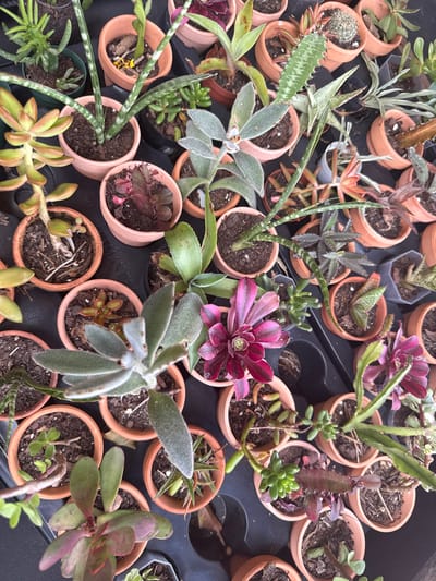 The image shows a collection of potted succulents arranged in a black plastic tray. The pots are primarily terracotta, with a few gray plastic pots also visible. The succulents vary in size, shape, and color, including green, red, and gray varieties. Soil is visible in the pots. The scene is likely located in Davie, Florida, United States of America.