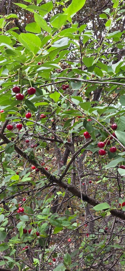 A close-up, vertical shot captures a dense cluster of cherry branches filled with ripe, red cherries against a backdrop of green leaves and dark tree trunks. The cherries hang in small groups from delicate stems, some clustered together, others more spread out. The leaves are lush and vibrant, creating a dappled effect of light and shadow. The intricate network of branches forms a natural, organic pattern. The image does not contain any people or indications of human activity. The setting appears to be an outdoor natural environment. There is no discernible information about the location in Gori, Georgia.