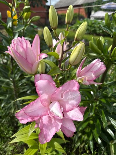 The image shows a cluster of pink lilies in bloom, with several unopened buds visible. The flowers are a delicate shade of pink, with some darker pink streaks on the petals. The lily in the foreground is fully open, revealing its intricate petal structure. The leaves are a vibrant green. In the background, there are hints of other foliage and a building with a grey roof. The scene appears to be an outdoor garden setting, likely in the village of Khokhryaki, Russia, given the context provided. The lighting suggests it is a sunny day.