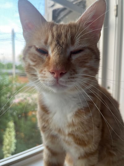A close-up, eye-level shot captures an orange tabby cat with its eyes mostly closed, appearing sleepy or squinting. The cat is positioned indoors, likely on a windowsill, with a window screen visible in the foreground and a blurred outdoor scene of greenery and possibly buildings in the background. The cat's fur is predominantly orange with white markings on its chest. The lighting suggests it's daytime. The image was taken in Dvubratskiy, Russia.