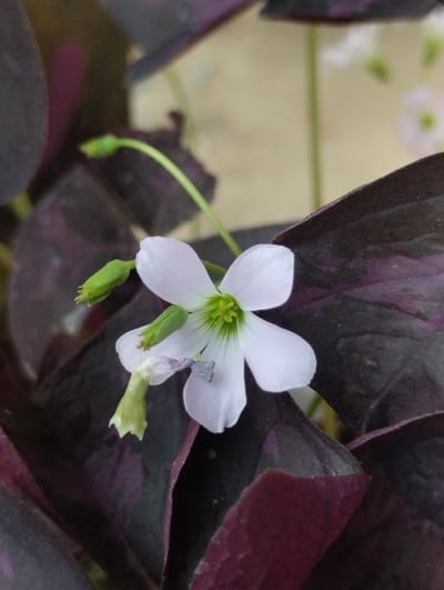 A close-up, macro photograph captures a single, delicate white flower with pale green accents at its center, blooming amongst dark purple, heart-shaped leaves. The flower, positioned slightly off-center to the right, has five petals. Two green buds are visible to the left of the flower, one slightly higher than the other. A thin, pale green stem supports the flower. The background is softly blurred, with hints of other white flowers and a pale yellow hue suggesting an indoor or sheltered outdoor setting. The image does not provide any information that can be used to determine its location in Luengbaro, Indonesia.