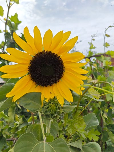 A close-up, low-angle shot captures a vibrant yellow sunflower in bloom, its dark, textured center facing the camera. The sunflower's petals are wide and slightly curled. In the lower right quadrant of the image, a tiny black insect is visible on one of the petals. The sunflower is positioned against a backdrop of lush green foliage, including large, broad leaves and delicate tendrils of vine. The sky above is overcast with scattered clouds, suggesting a temperate climate. The scene is set outdoors, likely in a garden or natural setting. There are no visible people or man-made structures other than a blurred structure in the background. The image is taken in the city of Shu, Kazakhstan.