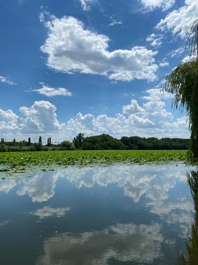 The image shows a tranquil scene of a lake filled with water lilies, with a dense forest on the opposite bank. The sky is a vibrant blue, dotted with fluffy white clouds that are reflected in the calm water. The reflection of the clouds and the trees creates a mirror-like effect, doubling the beauty of the natural landscape. The time of day appears to be afternoon, judging by the bright sunlight and the shadows cast. The weather is clear and pleasant, with a few clouds adding visual interest to the sky. The overall mood is peaceful and serene, evoking a sense of calm and natural beauty. There is no visible text in the image. The scene is set in Plastunovskaya, Russia, a location known for its natural landscapes and water bodies.