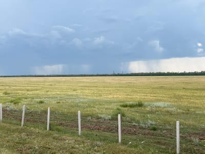 The image depicts a wide, open field with sparse vegetation in the foreground, separated by a low wire fence supported by concrete posts. In the middle ground, a vast expanse of dry grass, appearing golden and yellow, stretches towards a dense treeline in the distance. The treeline forms a dark horizontal band across the horizon. Above the treeline, the sky is filled with heavy, dark grey clouds, indicating an approaching storm or recent rainfall. Vertical streaks of rain are visible falling from the clouds in several areas over the field. The overall scene suggests an outdoor, rural environment, possibly on the outskirts of a city. There are no people or animals visible in the frame. The weather conditions are overcast and stormy.