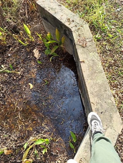 A person's right foot, clad in a white and grey athletic shoe and green sweatpants, rests on the edge of a concrete drainage ditch. The ditch contains murky, shallow water filled with fallen leaves and debris, with a few green shoots of plants emerging from the edges. The surrounding area is covered in dry leaves and grass. The scene appears to be outdoors, possibly in a park or natural area within Randburg, South Africa.