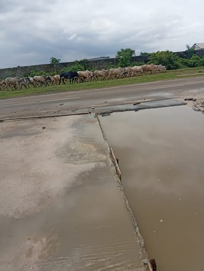 The image, taken in Igrita, Nigeria, shows a herd of cattle crossing a road. The cattle, of varying colors including white, brown, grey and black, are moving from left to right along a grassy verge next to a road. Behind the cattle is a grey concrete wall partially obscured by greenery. The sky is overcast. In the foreground, a large puddle filled with muddy water occupies a significant portion of the image, reflecting the sky. The road surface is cracked and damaged with debris and potholes.