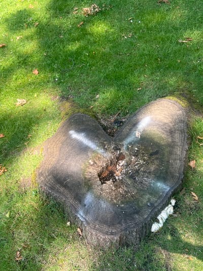 The image shows a large tree stump with a heart-shaped top. The stump is located on a grassy area with fallen leaves. There are patches of white spray paint on the top of the stump. Several white mushrooms are growing at the base of the stump. The scene appears to be outdoors, possibly in a park or residential area. There is no specific indication of its location in Herne, Germany.