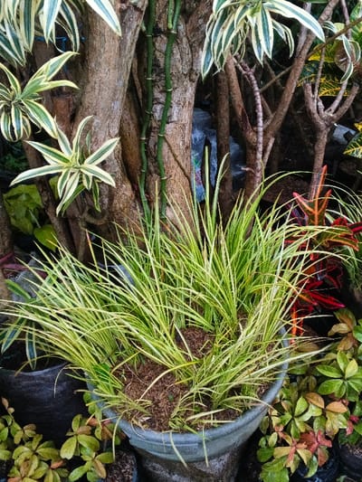 The image displays a densely planted outdoor scene within Pea Reang District, Cambodia, dominated by various potted plants and natural vegetation. In the foreground, a large, dark grey, round concrete planter contains a robust clump of variegated grass-like plants featuring numerous slender, upright leaves striped with light green and cream-white. The planter's soil is covered with dark brown mulch. To the lower left, a portion of another dark-colored pot is visible, while to the lower right, several smaller plants with green and reddish-brown foliage are clustered. The midground consists of multiple brown tree trunks with textured bark. Two prominent central trunks are interlaced with thinner, smooth, green, bamboo-like stems. To the left of these trunks, several variegated *Dracaena* leaves with green centers and creamy-white margins are arranged in rosettes. To the right, a dense cluster of reddish-brown branches and the vibrantly colored, variegated leaves of a Croton plant, displaying patterns of red, yellow, and green, occupy the space. In the background, dark, obscured shapes, possibly plastic sheeting or refuse, are partially visible through gaps in the dense foliage. No human subjects, actions, or interactions are present.