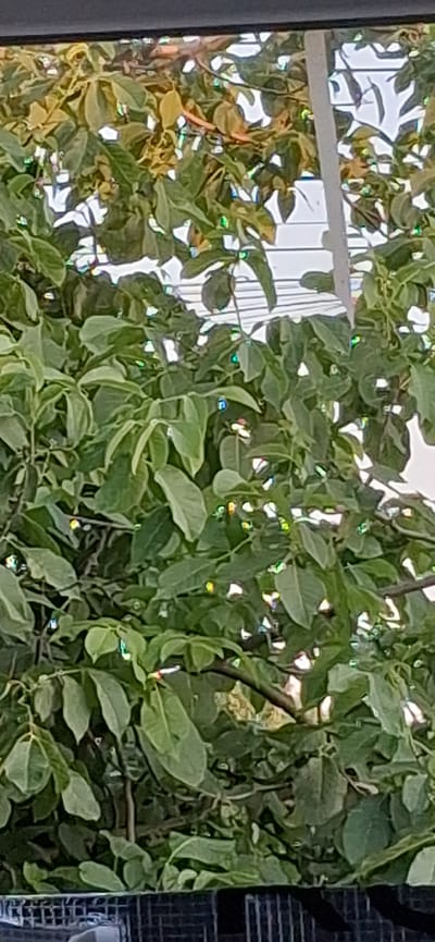 The media file shows a close-up of lush green foliage, likely from a tree or dense shrubbery. The leaves are varied in size and shape, with some appearing lighter green and others a darker, richer hue. Interspersed throughout the leaves are small, bright flecks of light, exhibiting a prismatic effect with colors like blue, green, yellow, and red. These specks of light suggest the presence of reflections, possibly from water droplets or light catching on a surface, or a decorative element like fairy lights, adding a whimsical touch to the natural scene.
In the background, through the leaves, a white structure with vertical lines is visible, resembling a fence or a part of a building. The bright white of the background suggests it is daylight. The overall impression is a natural, outdoor setting with elements that create a touch of sparkle. The image is somewhat grainy, particularly in the darker areas of the foliage and the background. There is no visible text in the media file. The media file appears to capture a moment of natural beauty enhanced by light effects.