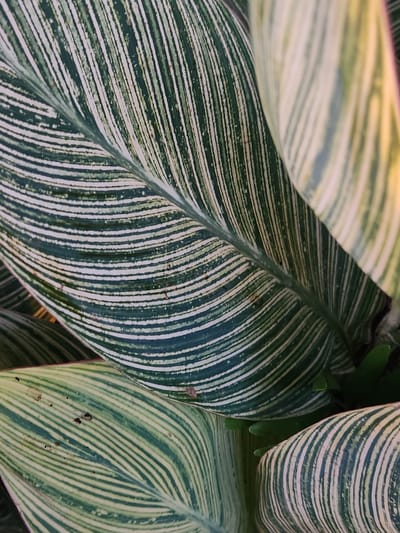 The image is a close-up, overhead shot of variegated leaves of a Canna Lily plant. The leaves exhibit a striking pattern of dark green and creamy white stripes that run parallel to the veins. One large leaf dominates the foreground, with its prominent central vein and undulating surface. Other leaves are visible in the background, some overlapping, adding depth to the composition. The lighting suggests an outdoor setting, likely in natural light. The image was captured in Winter Park, United States of America.