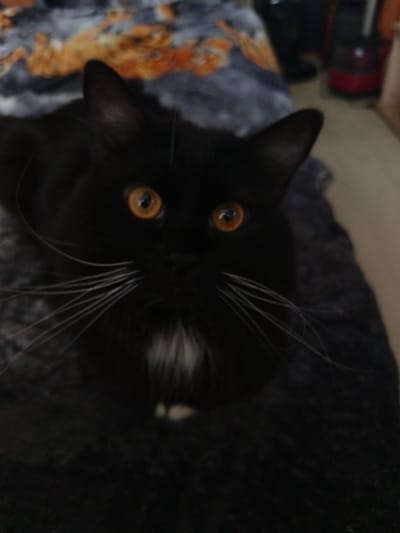 The image shows a close-up of a black cat with striking orange eyes. The cat is lying on a dark, textured surface, possibly a blanket or rug, which appears to be a dark grey or black color with subtle lighter flecks. In the background, there's a blurred pattern of grey, black, and orange, suggesting a blanket or fabric with a patterned design. To the right of the cat, the background is further blurred, showing hints of indoor objects, including what looks like a red humidifier and possibly a shelf or furniture.
The cat's fur is mostly black, with some white fur visible on its chest. Its whiskers are long and white, fanning out from its muzzle. The cat is looking directly at the camera with an alert and curious expression. The lighting in the image is somewhat dim, highlighting the cat's bright eyes and the texture of its fur and the surrounding materials. The focus is primarily on the cat's face, with the background being soft and out of focus.
There is no visible text in the image. The setting appears to be indoors, and the time of day and weather are not discernible. The overall mood is intimate and focused on the cat.