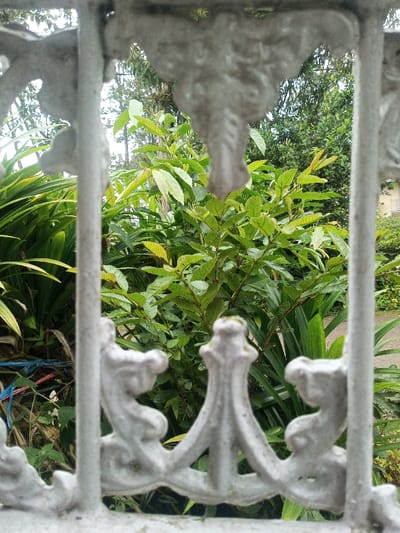 The image presents an outdoor scene viewed through a decorative metal fence or gate. The foreground is occupied by the light-colored, possibly white or gray, metalwork of the barrier, which is out of focus. This metalwork features ornate, intricate scroll patterns and vertical bars, giving it a classic or vintage appearance.
Beyond the fence, the mid-ground is filled with abundant green foliage. A central bush or small tree with numerous bright green leaves, some showing new growth, is prominent. To the left, larger plants with broad, darker green leaves are visible. The background consists of denser, darker green trees and bushes, with a hint of a light-colored building discernible through the leaves on the far right. Near the bottom left, a thin blue and red string or rope is entangled within the foliage.
The scene is brightly lit by natural light, suggesting it is daytime. There are no people or animals present, and no specific activity is occurring. The image captures a serene view of a verdant garden or outdoor space, observed through an ornamental barrier. No visible text is present in the image. The location context is Veren, Bulgaria.