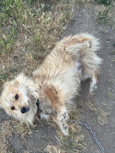 A medium-sized, long-haired dog of light brown and cream coloration is lying on its back in a patch of dry grass and dirt. The dog's paws are visible, with one foreleg extended upwards. A metal chain leash is attached to the dog's collar and lies on the ground. The background consists of dry grass and soil. The image appears to be taken outdoors, likely in a rural or semi-rural setting, such as the city of Butor, Moldova.