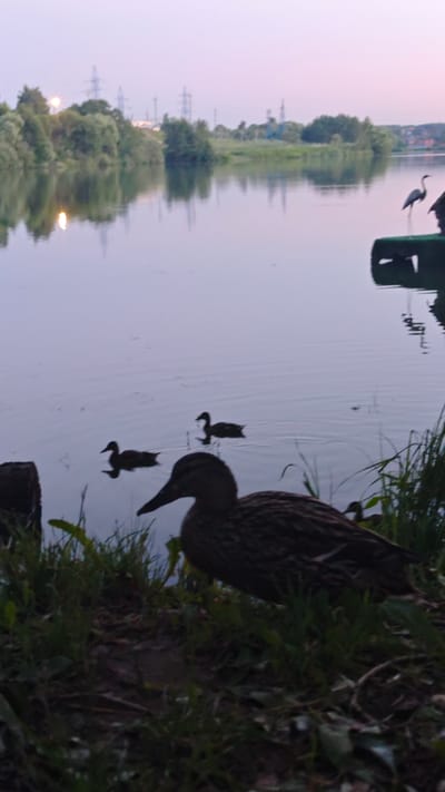 This is a vertical, low-angle, wide shot photograph taken at dusk in Щапово, Russia, near a body of water with a treeline and power lines in the background. In the foreground, a duck is partially visible on the grassy bank of the water. Further into the water, three more ducks are swimming. To the right of the image, a dark platform or raft is visible, with a heron statue standing on it. The sky is a pale pinkish-purple, indicating the end of the day. The water's surface is calm and reflects the sky and the distant treeline.