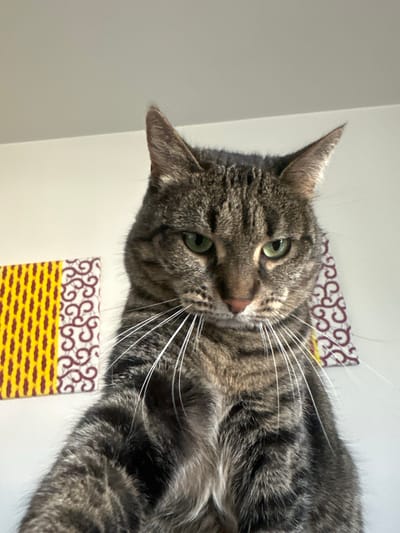 A close-up, slightly rotated image captures a brown tabby cat with green eyes. The cat's head is tilted, and its whiskers are prominent. The background consists of a white wall and two decorative squares with a repeating pattern of brown swirls on a white background and a yellow section with brown horizontal dashes. The location in the city of Châtenay-Malabry, France, is not discernible from the image.
