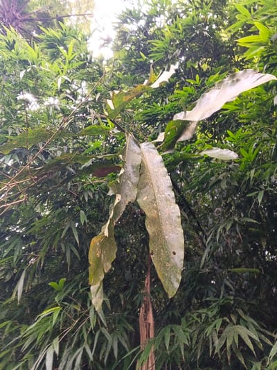 A vertical, upward-angled shot captures a dense arboreal environment at Bangalum Bridge, Papua New Guinea. The foreground is dominated by a cluster of large, elongated, dark green leaves, exhibiting visible surface dust or residue and minor structural imperfections. These leaves are partially obscured by and intertwined with thinner branches originating from the left. Behind the foreground foliage, a dense canopy of vibrant green, narrow, pointed leaves, consistent with bamboo or similar vegetation, fills the frame. Diffused bright light, presumably from the sky, penetrates the upper portion of the canopy. No human subjects, animals, or artificial objects are present. The scene depicts a natural, undisturbed tropical forest setting.