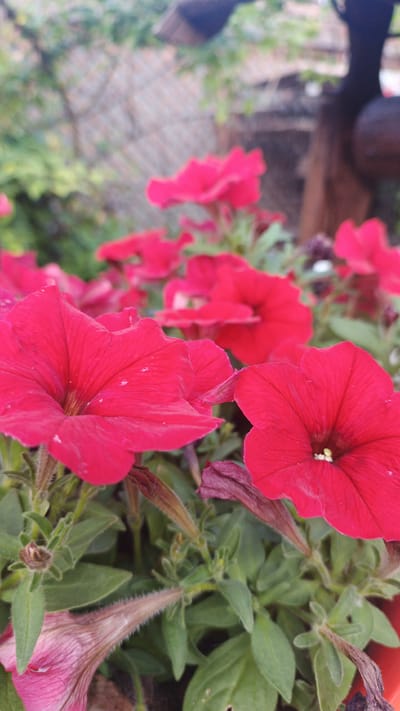 A cluster of bright pink petunias in bloom, with their trumpet-shaped flowers in sharp focus, are centered in the foreground of the image. The flowers exhibit delicate veining on their petals and some have a light dusting of water droplets. The green foliage of the petunia plants forms a lush backdrop, with some withered or developing buds visible. In the background, a blurred mesh fence and wooden structures suggest an outdoor garden or yard setting. The overall scene evokes a sense of natural beauty within a domestic or cultivated environment. The location is identified as Pavino, Russia.