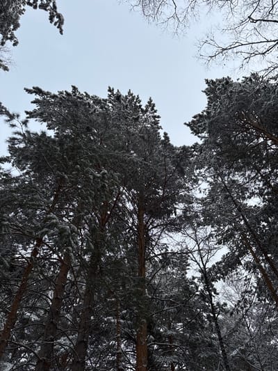 Looking up through a forest canopy, the scene depicts tall pine trees covered in frost or light snow against a pale, overcast sky. Some bare branches are visible in the upper left corner. The pine needles and branches are heavily coated, creating a textured, wintry view. The composition emphasizes the height and density of the forest, with the perspective angled upwards.