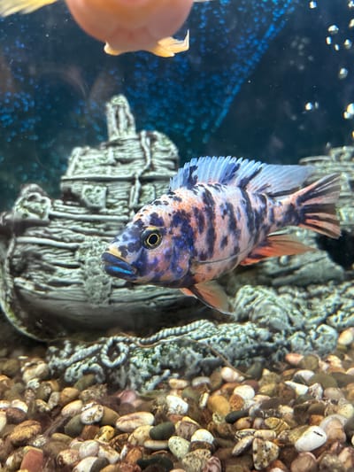 The image shows a close-up view of a fish in an aquarium. The fish is a vibrant African cichlid with blue, orange, and black markings. It has a distinctive blue stripe on its lower lip and a yellow eye with a black pupil. The fish is positioned in the center of the frame, facing left, with its dorsal fin extended.
Behind the fish, a shipwreck-themed aquarium decoration is visible. The decoration is made of gray, weathered material and appears to be a detailed replica of an old ship. The background of the aquarium is a dark blue, speckled with small, bright blue dots, possibly representing bubbles or a textured backdrop. The bottom of the aquarium is covered with a layer of colorful pebbles, ranging in shades of brown, gray, and white.
In the upper part of the image, the blurry silhouette of another fish, possibly a goldfish, is visible. It is mostly orange and out of focus, suggesting it is either further away or moving rapidly.
This image was taken indoors, in what appears to be a domestic setting, likely a home or a pet store. There is no information in the image to suggest a specific location in the city of Павлово, Russia.