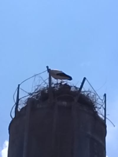 A stork stands on a nest atop a dilapidated, cylindrical structure, possibly a water tower, against a cloudless blue sky. The nest appears to be constructed of branches and other debris. The structure has a metal railing or cage-like enclosure at the top. The photo was possibly taken in Syrdarya, Uzbekistan.