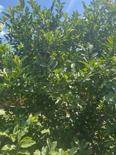 This media file is a photograph taken from below, looking up into the dense foliage of a tree against a bright blue sky with some scattered white clouds. The leaves are a vibrant green, and the branches are a mix of lighter and darker brown. Sunlight filters through the leaves, creating dappled patterns of light and shadow. In some areas, the leaves appear slightly glossy, catching the light. The image is oriented vertically.
The scene suggests a sunny day, likely in the daytime due to the bright sky and sunlight. The presence of lush green leaves indicates a season with growth, such as spring or summer. The sky appears clear with a few wispy clouds, suggesting pleasant weather. While no specific location cues beyond the general context of the United States are available, the abundant greenery and blue sky evoke an outdoor, possibly suburban or natural setting.
There are no people or identifiable objects other than the tree and the sky. The activity, if any, is implied by the static nature of the image, which is simply a view of the tree and sky. There is no visible text within the image. The overall impression is one of natural beauty and a serene outdoor atmosphere.