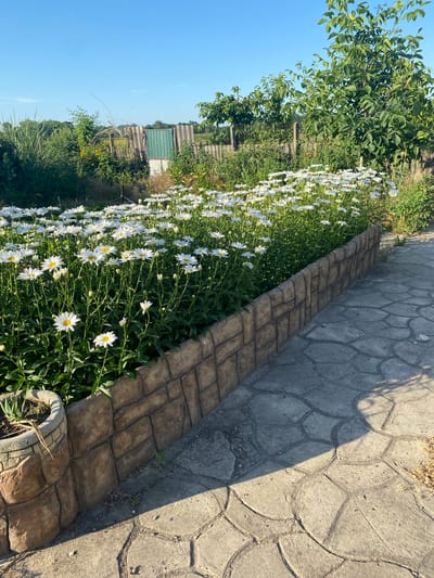 The image shows a garden with a prominent flower bed filled with white daisies. The flower bed is bordered by a decorative stone-like retaining wall. To the right of the flower bed, a paved pathway made of interlocking stones is visible, casting shadows from overhead foliage. In the background, there are various trees and fences, suggesting a backyard or garden area. The sky is clear and blue. The scene appears to be a well-maintained outdoor space.