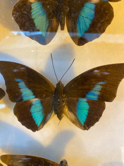 The image depicts a close-up of several mounted butterflies, possibly in a display case. The butterflies are primarily brown with patches of iridescent blue on their wings. The butterfly in the center is oriented with its body facing the viewer, showcasing antennae and legs. Other butterflies are partially visible to the left and right. The background appears to be a light-colored, possibly textured surface. The butterflies are likely located in the Konya Butterfly Garden in Konya, Turkey.