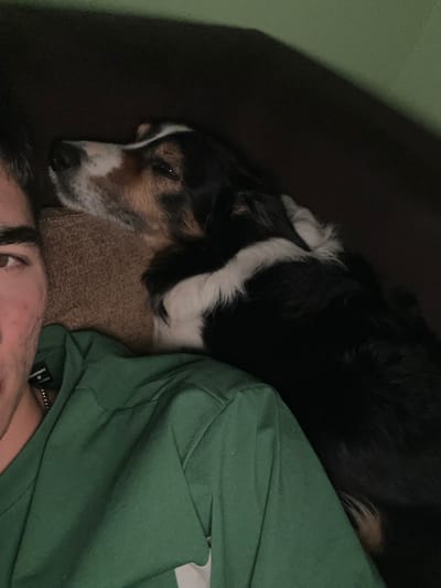 The image displays an indoor scene in Dorchester, United Kingdom. A human figure is partially visible on the left, showing the left side of their face, including an eye and stubble, wearing a dark green long-sleeved top. A thin chain is present around their neck. Adjacent to the human, a tri-color dog, exhibiting black, white, and tan markings, rests its head on a brown upholstered surface, possibly a shoulder or cushion. The dog's eyes are partially closed. The background is dark and indistinct, consistent with a dimly lit interior. The human and dog are in close physical proximity, indicating a static, relaxed interaction.