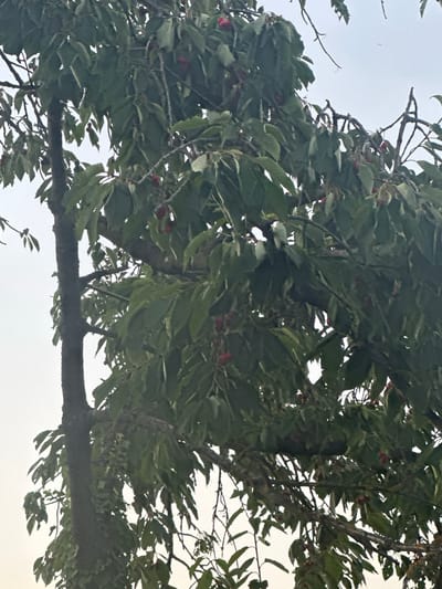 A close-up shot captures the branches and foliage of a cherry tree in Nierstein, Germany. The tree's dark, textured trunk is visible on the left, with branches extending upwards and across the frame, heavily laden with green leaves. Several clusters of red cherries are scattered throughout the branches, some still attached to their stems. The background consists of an overcast, pale sky.