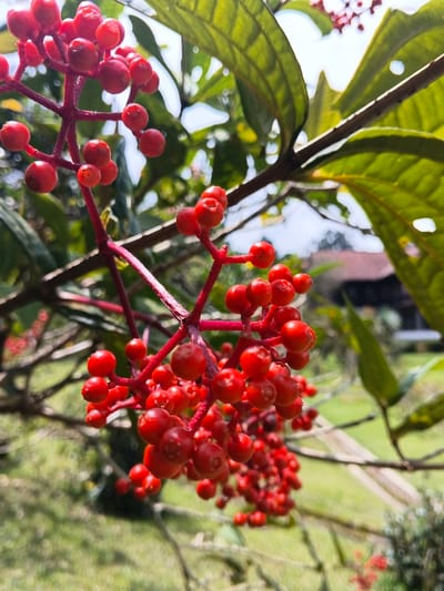 Clusters of small, vibrant red berries hang from a plant with red stems. The berries appear smooth and round. Large, green leaves surround the berries, some with holes. A blurred background reveals a grassy area, a path, and a building in the distance. The image is taken from a low angle, emphasizing the berries and leaves.