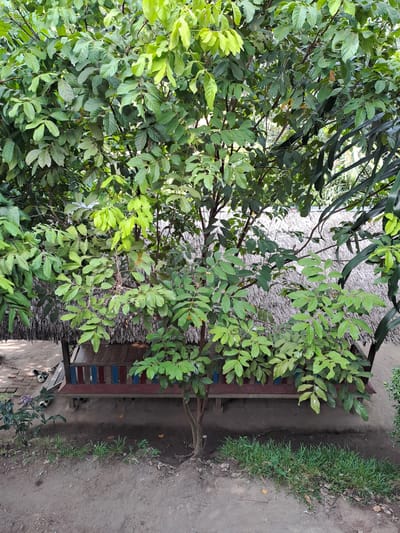 The image depicts a lush green tree in the foreground, its branches and leaves dominating the upper portion of the frame. Beneath the tree, a thatched-roof structure with wooden supports is visible. A wooden bench with red, blue, and yellow accents sits in front of the structure. The ground is a mixture of dirt and sparse grass. To the left of the structure, a small plant is growing, and several pairs of footwear are scattered on a brick path. The scene appears to be an outdoor setting, possibly a rest area or a small shelter, in the village of Geulanggang Baro, Indonesia, as indicated by the context provided.