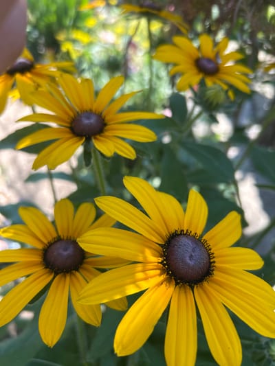 This is a close-up, eye-level photograph of several black-eyed susan flowers in bloom. The flowers are predominantly yellow with dark brown centers. The foreground features two flowers in sharp focus, with their petals fanned out. The background is blurred, showing hints of green foliage and other out-of-focus yellow flowers. The lighting suggests it is daytime, with sunlight illuminating the petals. The image appears to be taken outdoors in a garden or natural setting. There are no people or visible structures, and the focus is entirely on the flora. The location is not discernible from the image itself.