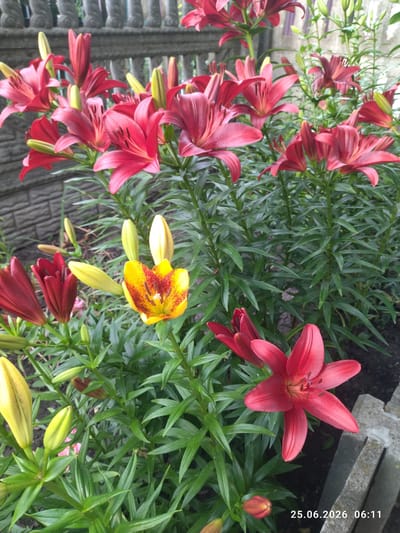 This is a close-up, eye-level, outdoor photograph of lilies in a garden. The foreground is dominated by blooming lilies, with a variety of colors including deep red, pink, and yellow with red markings. Several lily buds are also visible, some closed and pointed, others partially open. The lilies have long, lance-shaped green leaves and thick green stems. In the background, a grey stone fence with decorative elements runs horizontally across the image. Beyond the fence, the background is out of focus and appears to be foliage and possibly structures. The ground in the foreground is dark soil, with some grey concrete blocks visible on the right side. A timestamp in the lower right corner indicates "25.06.2026 06:11". This scene is likely located in Zavodske, Ukraine, given the context.