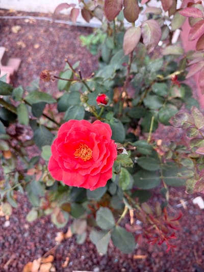 A bright red rose is in full bloom, its petals unfurling to reveal a cluster of vibrant orange stamens at its center. The rose is part of a bush with numerous green leaves and some reddish-purple, developing leaves. In the background, dark reddish-brown gravel covers the ground. There are also a few small, unopened rosebuds visible, one to the left of the main rose and another higher up and to the right. The overall setting appears to be an outdoor garden in Gedera, Israel, possibly a residential area given the gravel and surrounding foliage.