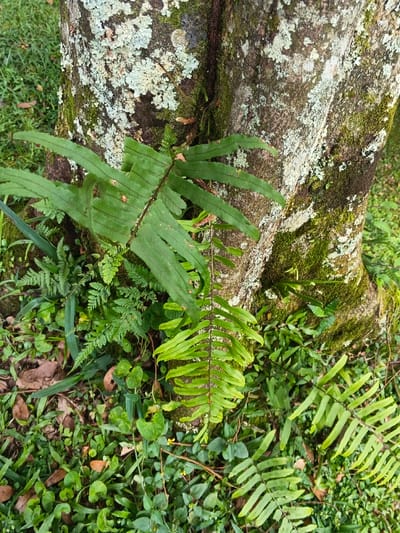 The scene depicts the lower trunk of a large tree and its surrounding ground cover at Bangalum Bridge, Papua New Guinea. The tree trunk exhibits textured, dark brown and grey bark, heavily colonized by patches of light green and white lichen, interspersed with areas of dark green moss, particularly denser towards the base. Multiple fern fronds are prominent: a broad, dark green fern frond with visible parallel venation extends horizontally across the mid-left, while a lighter green fern frond with numerous smaller, uniform leaflets grows vertically in the central-right foreground. The ground around the tree's base is densely covered with various green foliage, including smaller fern species, grasses, and broad-leafed ground cover plants, some with heart-shaped leaves. Scattered brown, desiccated leaves are visible on the verdant ground. No human subjects, objects of human origin, or discernible actions are present in the image.