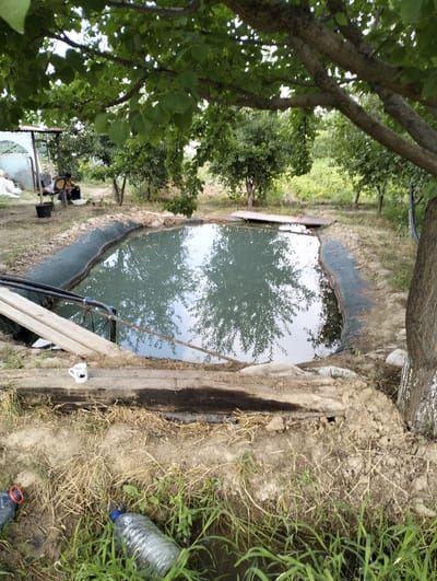 In Aktam (Tashminvody), Uzbekistan, a pond lined with black plastic sheeting is situated in a yard. The pond's surface reflects the surrounding trees and sky. A wooden plank extends across one end of the pond. The area around the pond is uneven and covered with dry grass and soil. A white mug with a silhouette of a mosque is placed on a wooden beam in the foreground. To the left of the mug, two plastic bottles are visible on the ground, one of which appears to be partially submerged in water. In the background, a person is seated on a chair near a makeshift shelter. The scene suggests an outdoor, possibly rural or semi-rural, environment.