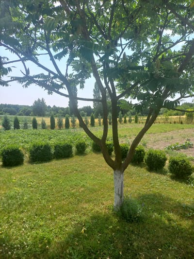A low-angle shot captures a tree with large, feathery leaves and a trunk painted white at the base. The tree branches out into three main limbs, creating a symmetrical pattern. The background reveals a neatly manicured landscape featuring rows of small, dark green bushes and taller, conical trees in the distance. A pathway or cultivated field is visible between the rows of bushes and trees, with yellowing crops or dry grass. The scene is bathed in bright, natural light, suggesting a sunny day, likely in the late morning or early afternoon. The overall impression is one of a well-maintained garden or park, possibly on the outskirts of a rural area, given the Zaturtsi, Ukraine location context. No people or text are visible in the image. The orientation of the image is vertical.