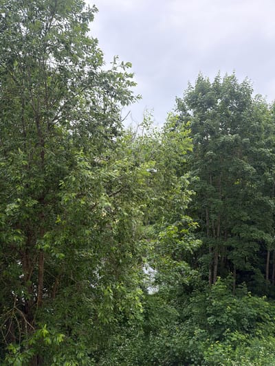 This media file is a photograph of trees against a cloudy sky. The image is oriented vertically, with the top of the frame showing the sky and the bottom showing the dense foliage of several trees. The trees appear to be a mix of deciduous and possibly evergreen varieties, with varying shades of green leaves and visible branches. In the background, a dense stand of taller trees suggests a forest or a heavily wooded area. The sky is overcast, indicating a cloudy day with diffused light. There is no discernible text in the image. The scene depicts a natural outdoor setting, likely a park or forest, without any human presence or specific activities. The overall impression is one of lush greenery and a slightly subdued, natural atmosphere due to the cloudy weather.