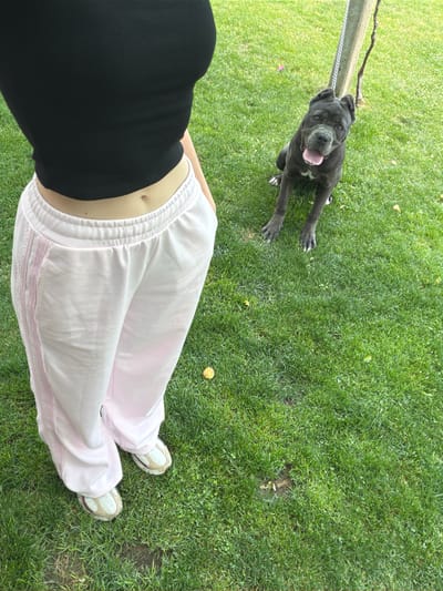 The image shows a person standing on grass next to a dog. The person is wearing white sweatpants with pink stripes and a black shirt. Only their legs and torso are visible. They are wearing white sneakers with tan soles. The dog is grey with its tongue hanging out. It is lying down on the grass near the person. A leash is attached to the dog. The background is green grass. The location is not discernible in the image.