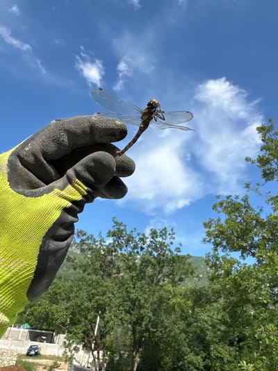 A gloved hand, wearing a black and bright yellow work glove, holds a dragonfly against a bright blue sky with scattered white clouds. The dragonfly is brown and yellow with translucent wings. The background consists of lush green trees and a distant mountain. In the lower left portion of the image, there are some man-made structures, including a building with cars parked outside, which could indicate a semi-urban or rural setting within Pelinovo, Montenegro. The lighting suggests it is daytime.