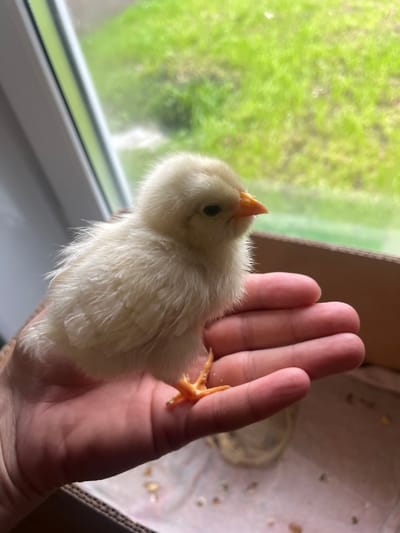A fluffy yellow chick is held in a person's hand. The chick is positioned to the left of the frame, facing left, with its head tilted slightly upwards and its beak pointed. Its black eye is visible. The chick's body is covered in soft yellow down. The hand holding the chick is in the center and right of the frame. The chick's right leg and foot, which is orange, is visible on the palm of the hand. The background consists of a blurry green scene, likely foliage seen through a window. There is also a hint of a cardboard box in the upper right corner, with some small yellow specks inside it. The scene appears to be indoors, with natural light coming from the window. The overall impression is gentle and caring, with the focus on the small, delicate chick.