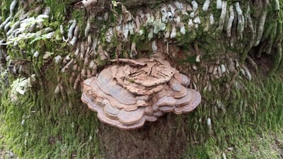 The image shows a close-up of a tree trunk covered in moss and exposed roots. A large, multi-layered bracket fungus is attached to the trunk. The fungus has concentric rings of varying shades of brown and grey. The tree bark is rough and textured, with numerous aerial roots emerging from it, many covered in a vibrant green moss. Small green leaves are also visible, growing from the mossy surface. The background is out of focus, suggesting the image was taken in a natural outdoor environment. The location is Meunasahuket, Indonesia, implying a tropical or subtropical climate due to the presence of moss and lush vegetation. There are no people or animals visible in the image. The scene depicts a natural phenomenon of fungal growth on a mature tree in a humid environment.